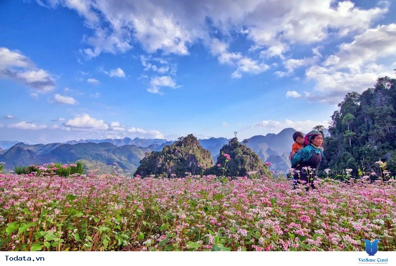 Lễ hội Hoa tam giác mạch hà giang 2016 -2